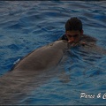 Marineland - Dauphins - Spectacle 17h15 - 041