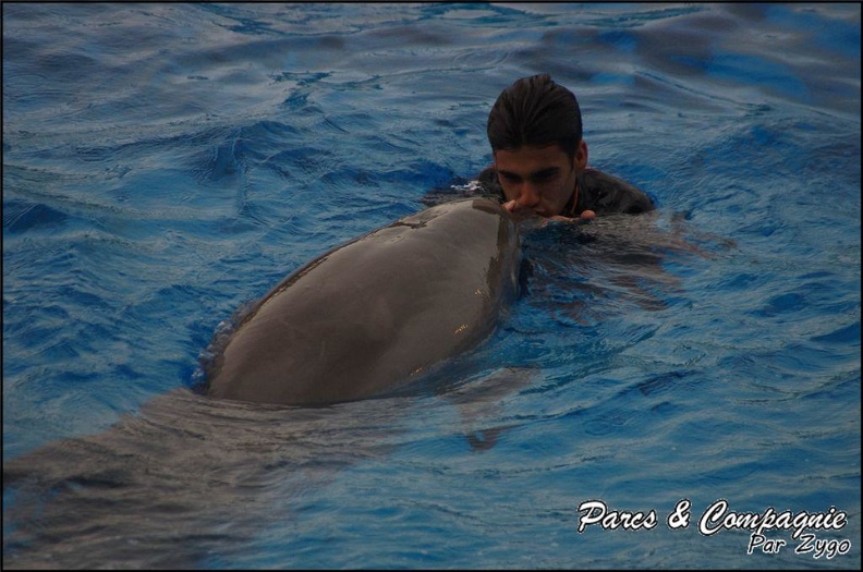 Marineland - Dauphins - Spectacle 17h15 - 042