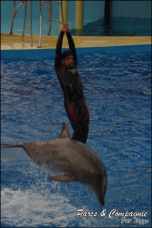 Marineland - Dauphins - Spectacle 17h15 - 049