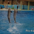 Marineland - Dauphins - Spectacle 17h15 - 051