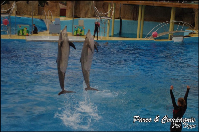 Marineland - Dauphins - Spectacle 17h15 - 052
