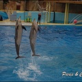 Marineland - Dauphins - Spectacle 17h15 - 052