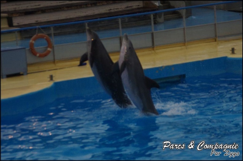 Marineland - Dauphins - Spectacle 17h15 - 053
