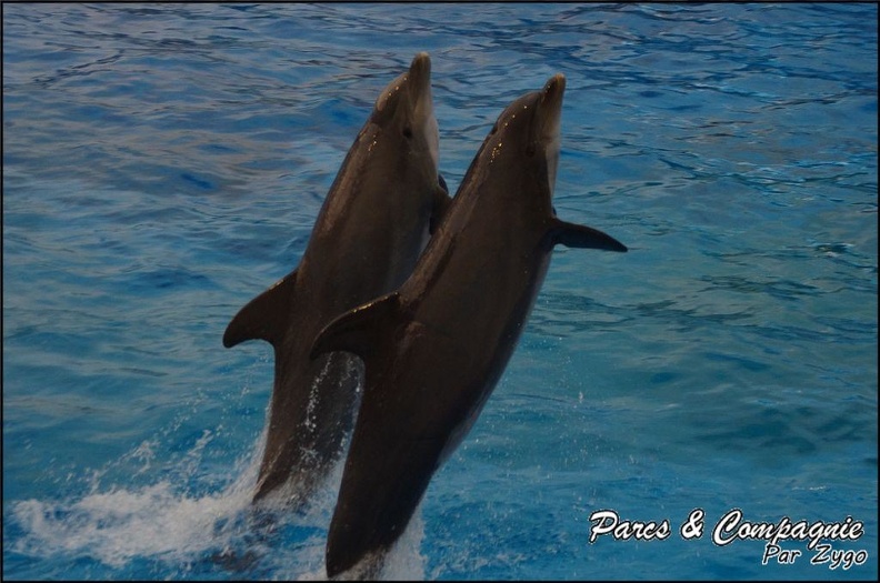 Marineland - Dauphins - Spectacle 17h15 - 054