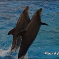 Marineland - Dauphins - Spectacle 17h15 - 054