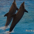 Marineland - Dauphins - Spectacle 17h15 - 055