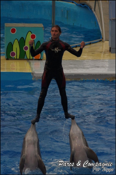 Marineland - Dauphins - Spectacle 17h15 - 056