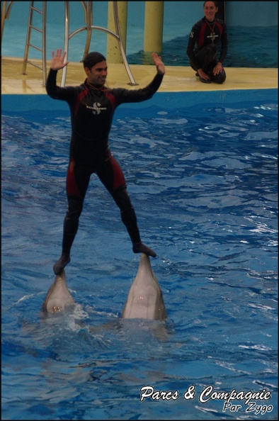 Marineland - Dauphins - Spectacle 17h15 - 057