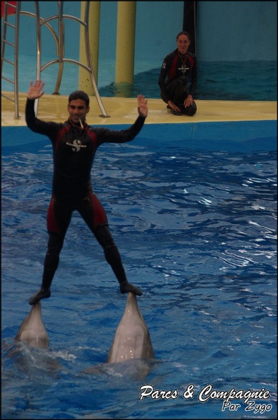 Marineland - Dauphins - Spectacle 17h15 - 058