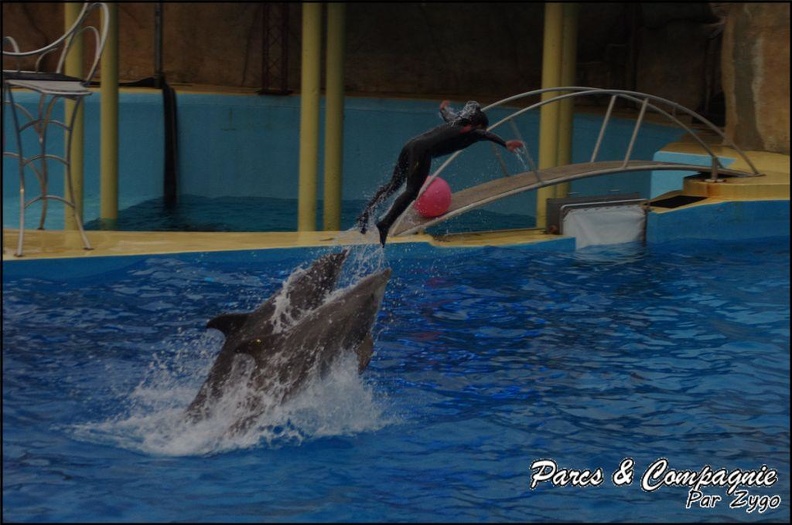 Marineland - Dauphins - Spectacle 17h15 - 059