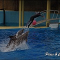 Marineland - Dauphins - Spectacle 17h15 - 059