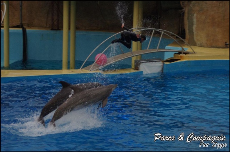Marineland - Dauphins - Spectacle 17h15 - 060