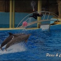 Marineland - Dauphins - Spectacle 17h15 - 060