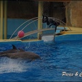 Marineland - Dauphins - Spectacle 17h15 - 061