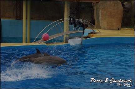 Marineland - Dauphins - Spectacle 17h15 - 061
