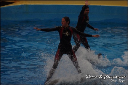 Marineland - Dauphins - Spectacle 17h15 - 062
