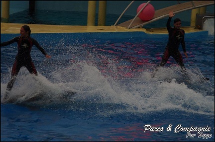 Marineland - Dauphins - Spectacle 17h15 - 063