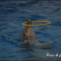 Marineland - Dauphins - Spectacle 17h15 - 066