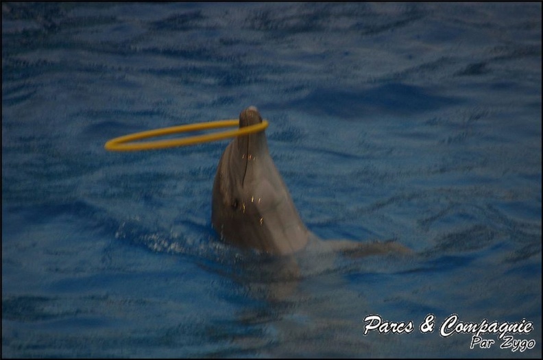 Marineland - Dauphins - Spectacle 17h15 - 067