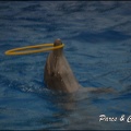 Marineland - Dauphins - Spectacle 17h15 - 067