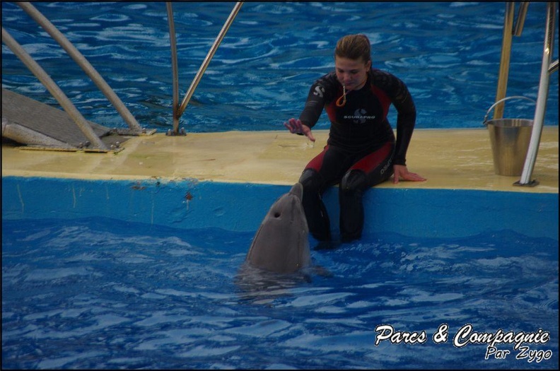 Marineland - Dauphins - Spectacle 17h15 - 068