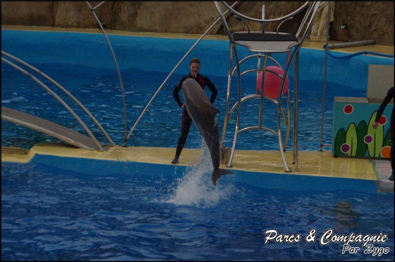 Marineland - Dauphins - Spectacle 17h15 - 069