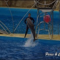 Marineland - Dauphins - Spectacle 17h15 - 069