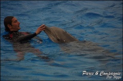 Marineland - Dauphins - Spectacle 17h15 - 071
