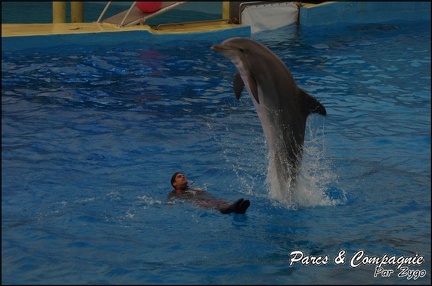 Marineland - Dauphins - Spectacle 17h15 - 072