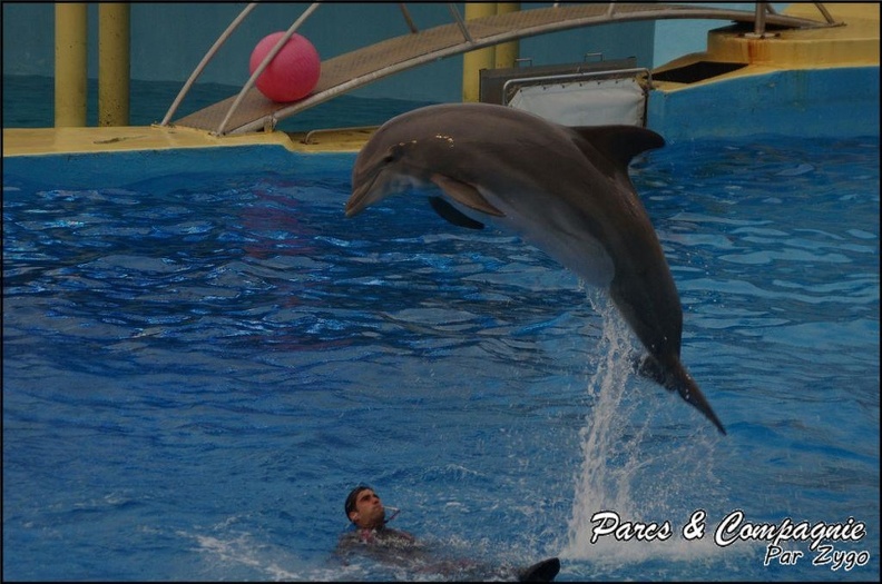 Marineland - Dauphins - Spectacle 17h15 - 073