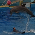 Marineland - Dauphins - Spectacle 17h15 - 074
