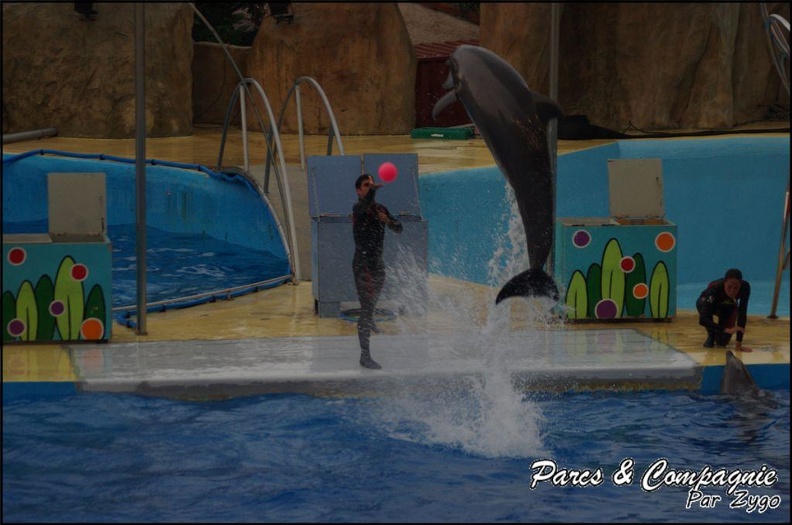 Marineland - Dauphins - Spectacle 17h15 - 076