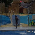 Marineland - Dauphins - Spectacle 17h15 - 077