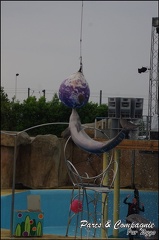 Marineland - Dauphins - Spectacle 17h15 - 078