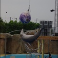 Marineland - Dauphins - Spectacle 17h15 - 079