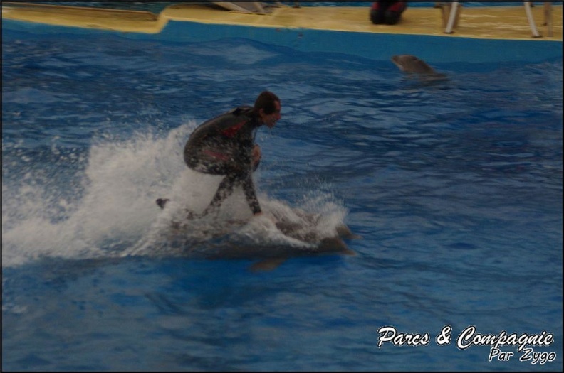 Marineland - Dauphins - Spectacle 17h15 - 080