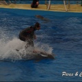 Marineland - Dauphins - Spectacle 17h15 - 081