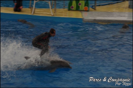 Marineland - Dauphins - Spectacle 17h15 - 082
