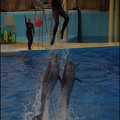 Marineland - Dauphins - Spectacle 17h15 - 086