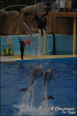 Marineland - Dauphins - Spectacle 17h15 - 087
