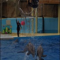 Marineland - Dauphins - Spectacle 17h15 - 088
