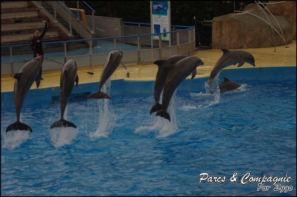 Marineland - Dauphins - Spectacle 17h15 - 090
