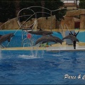 Marineland - Dauphins - Spectacle 17h15 - 091