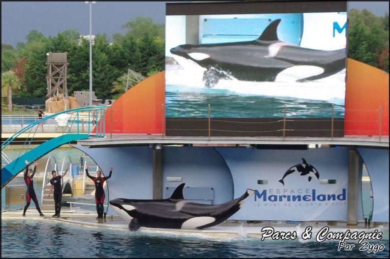 Marineland - Orques - Spectacle - 110