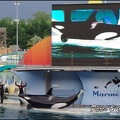 Marineland - Orques - Spectacle - 111