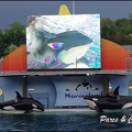 Marineland - Orques - Spectacle - 113