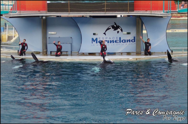 Marineland - Orques - Spectacle - 114