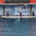 Marineland - Orques - Spectacle - 114