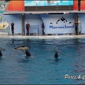 Marineland - Orques - Spectacle - 125