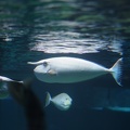 Marineland-013.JPG